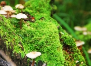 开云体育在线-跨界狂想，当卢卡库在NBA总决赛接管比赛，马赛已在欧冠轻取马德里竞技