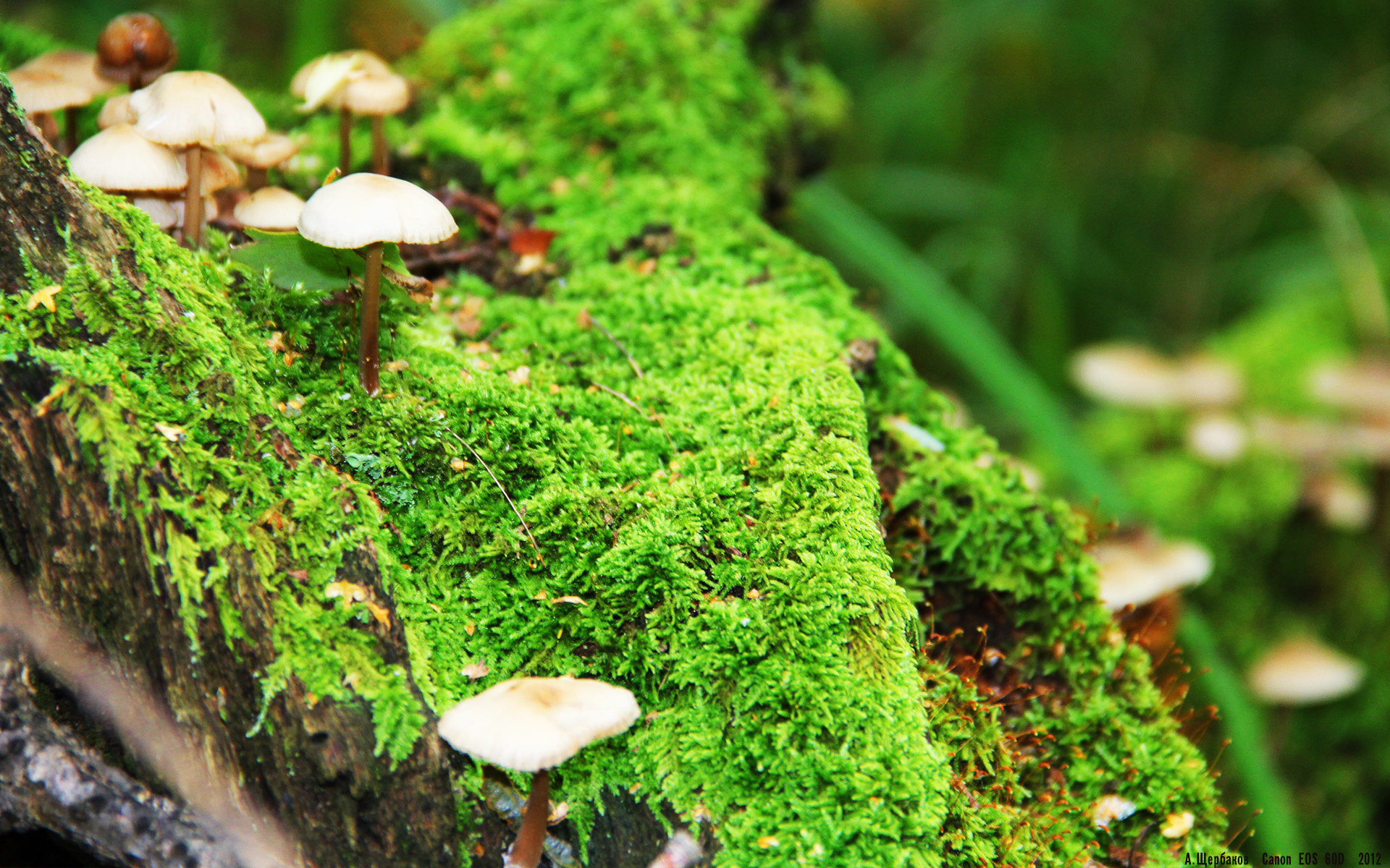 跨界狂想，当卢卡库在NBA总决赛接管比赛，马赛已在欧冠轻取马德里竞技