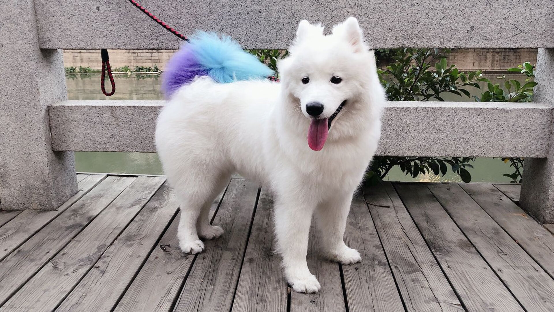 当岭南鼓点遇上北美风暴，米切尔如何用唯一节奏重写粤龙之战